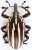 Sternuchopsis sp.